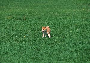 滋賀県の子犬に強いペットショップ